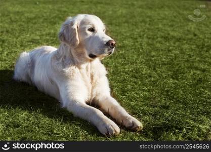 Beautiful Golden Retriever dog lying on the grass in sunny summer day. Beautiful Golden Retriever dog lying on the grass