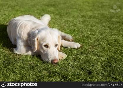 Beautiful Golden Retriever dog lying on the grass in sunny summer day. Beautiful Golden Retriever dog lying on the grass