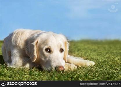 Beautiful Golden Retriever dog lying on the grass in sunny summer day with blue sky. Beautiful Golden Retriever dog lying on the green grass with blue sky