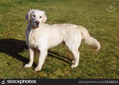 Beautiful Golden Retriever dog on the grass in sunny summer day. Beautiful Golden Retriever dog on the green grass