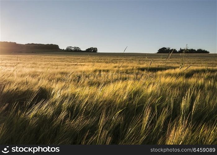 Beautiful golden sunset across landscape field of barley in Summer