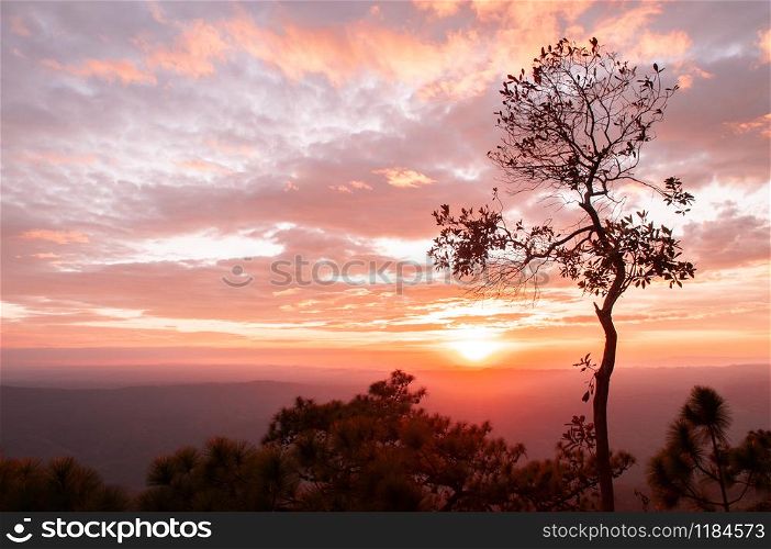 Beautiful golden sunset sky with scattered clouds and silhouette tree at Pha Lom Sak, Phu Kradueng. Loei - Thailand