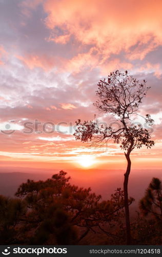 Beautiful golden sunset sky with scattered clouds and silhouette tree at Pha Lom Sak, Phu Kradueng. Loei - Thailand