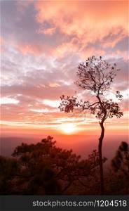 Beautiful golden sunset sky with scattered clouds and silhouette tree at Pha Lom Sak, Phu Kradueng. Loei - Thailand