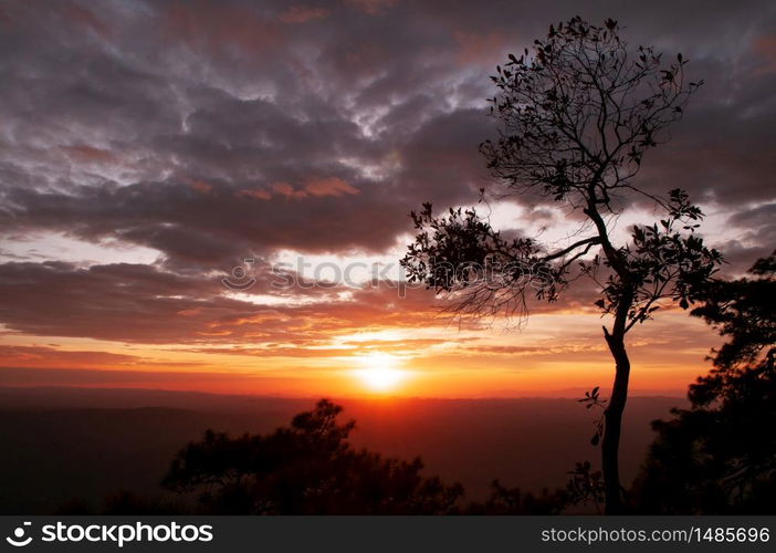 Beautiful golden sunset sky with scattered clouds and silhouette tree at Pha Lom Sak, Phu Kradueng. Loei - Thailand