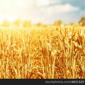 Beautiful golden wheat field in sunny day, agricultural meadow, countryside landscape, autumnal nature, harvest season, farming concept