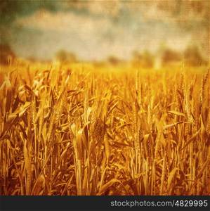 Beautiful golden wheat field over cloudy sky background, grunge photo, retro style image, agricultural meadow, countryside landscape, farming concept