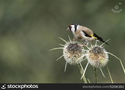 Beautiful Goldfinch bird Carduelis Carduelis on teasels in forest landscape setting