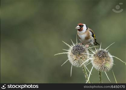 Beautiful Goldfinch bird Carduelis Carduelis on teasels in forest landscape setting