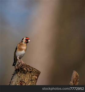 Beautiful Goldfinch Carduelis Carduelis bird in Spring forest landscape scene