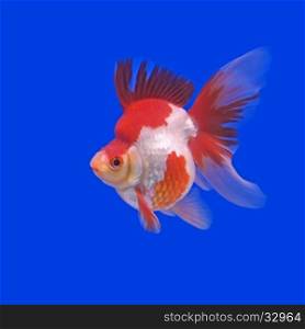 beautiful goldfish in the aquarium