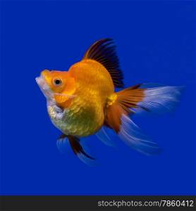 beautiful goldfish in the aquarium