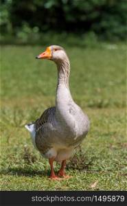 Beautiful goose portrait
