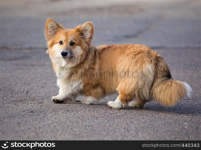 beautiful gorgi fluffy dog walking outdoors at spring day