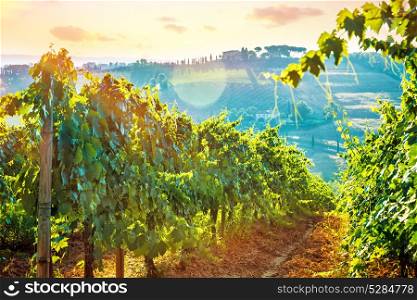 Beautiful grape field valley in mild sunset light, Italian wine production, agricultural landscape, beauty of autumn nature at harvest season