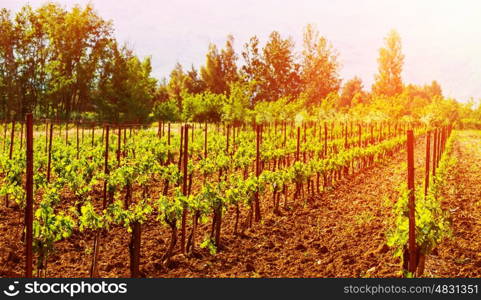 Beautiful grape valley, bright sunset, agricultural landscape, autumn nature, harvest season, ripe juicy fruits, vineyard, vine production, viticulture concept