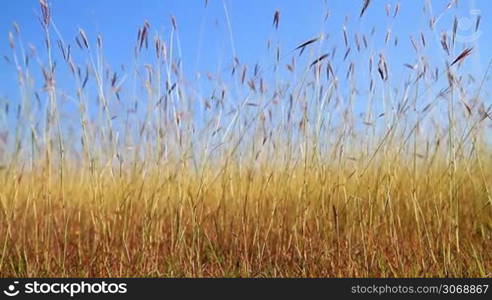 Beautiful grass field