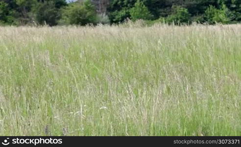 Beautiful grass field at spring