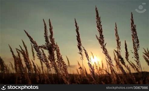 Beautiful grass field at sunset