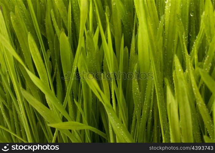 Beautiful grass with early dew background