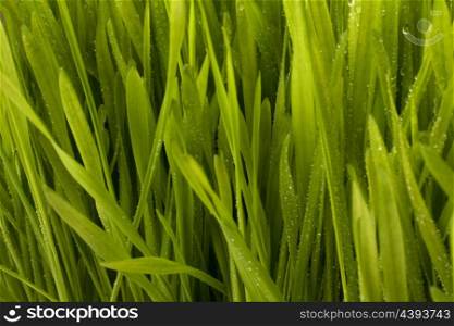Beautiful grass with early dew background