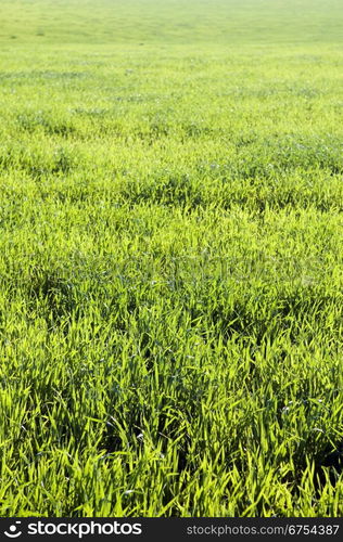 Beautiful grassland green background in a spring morning