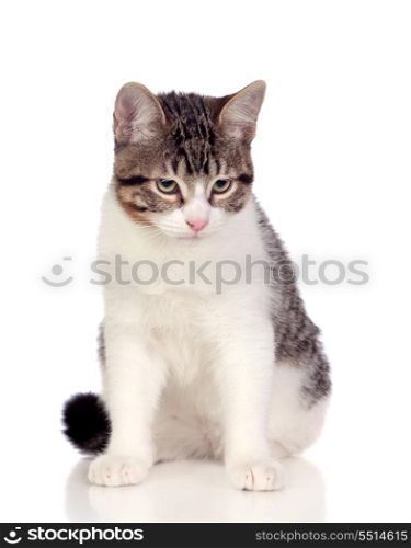 Beautiful gray and white cat isolated on white background