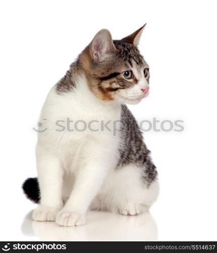 Beautiful gray and white cat isolated on white background