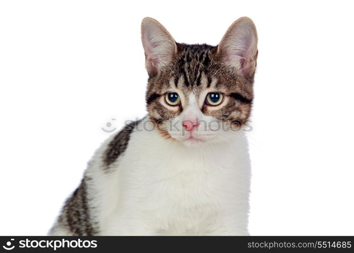 Beautiful gray and white cat isolated on white background