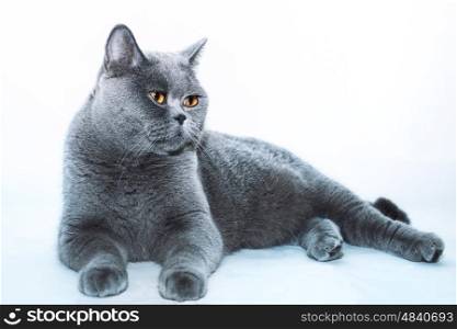 Beautiful Gray British cat closeup