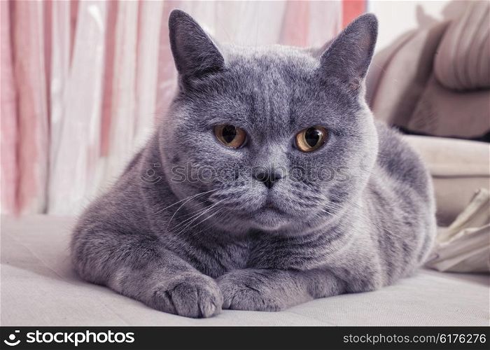 Beautiful Gray British cat lying on a sofa