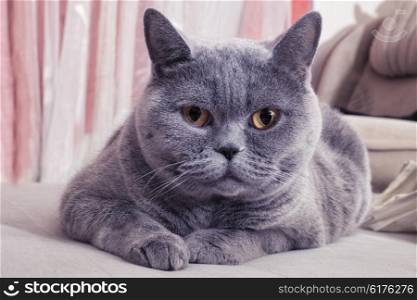 Beautiful Gray British cat lying on a sofa