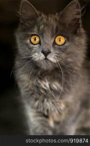 beautiful gray cat. Grey kitten with piercing eyes looking. selective focus.. Grey kitten with piercing eyes looking. beautiful gray cat. selective focus