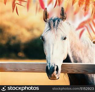 Beautiful gray horse head at paddock fence at autumn nature background with colorful fall foliage