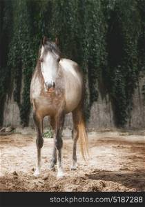 Beautiful gray horse in sand paddock
