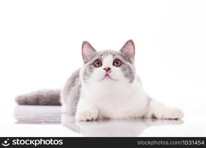 Beautiful gray kitten on a white background