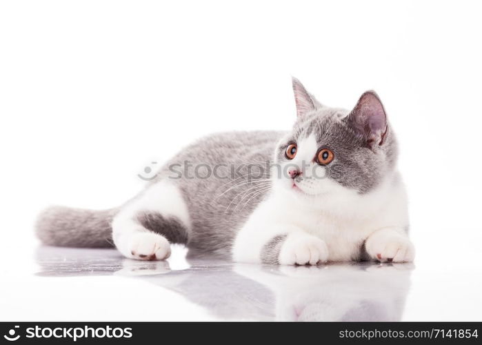 Beautiful gray kitten on a white background