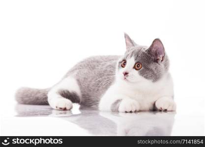 Beautiful gray kitten on a white background