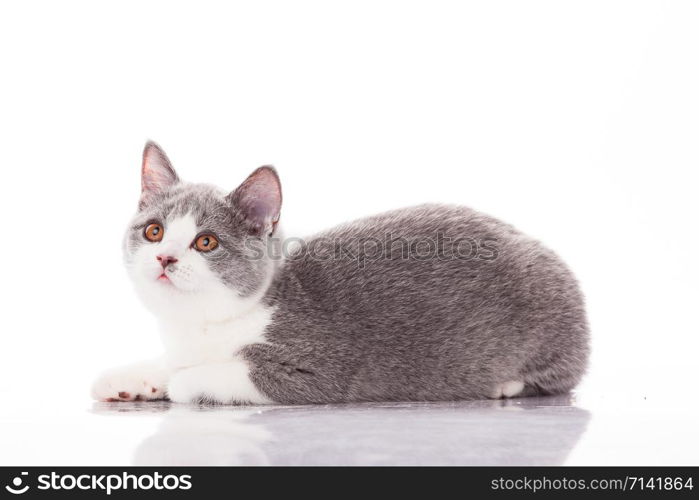 Beautiful gray kitten on a white background