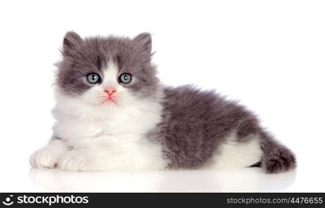 Beautiful gray Persian cat lying on the floor isolated on white background