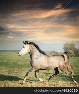 beautiful gray stallion horse running on the loose over pasture background