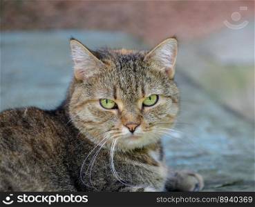 Beautiful gray street cat outdoors