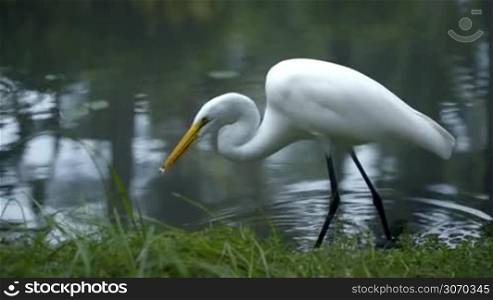 Beautiful Great Egret standing in shallow water and eating something taken from water