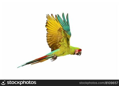 Beautiful great green macaw flying isolated on white background.