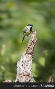 Beautiful Great Tit bird Parus Major on tree stump in woodland landscape setting