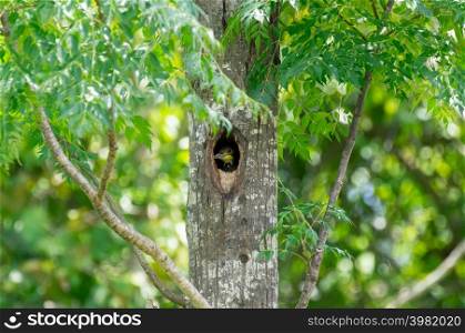 Beautiful Greater Yellownape nest in the tree at Kaeng Krachan National Park, Phetchaburi province, Thailand. Chrysophlegma flavinucha.. Greater Yellownape.