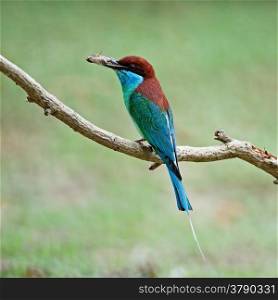 Beautiful green and blue bird, Blue-throated Bee-eater (Merops viridis), perching on a branch, side profile