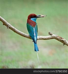 Beautiful green and blue bird, Blue-throated Bee-eater (Merops viridis), perching on a branch, back profile