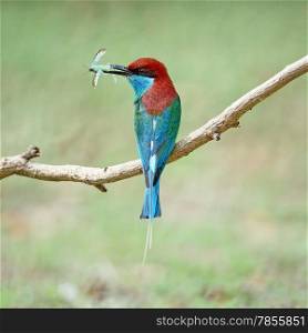Beautiful green and blue bird, Blue-throated Bee-eater (Merops viridis), perching on a branch, breast profile