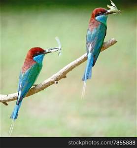 Beautiful green and blue bird, Blue-throated Bee-eater (Merops viridis), perching on a branch, breast profile